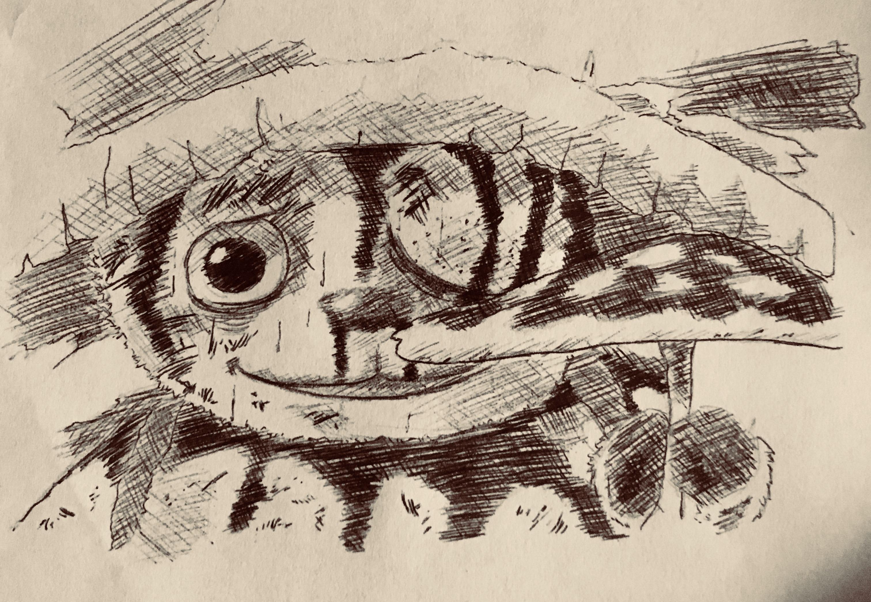 3024x2091 made a chopper drawing onepiece - Chopper Drawing