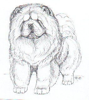 284x319 chow rescue - Chow Chow Drawing