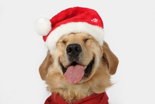 530x354 Pictures Christmas Animals - Christmas Animals Drawings