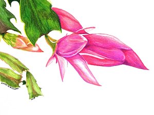 300x225 Christmas Cactus Art - Christmas Cactus Drawing