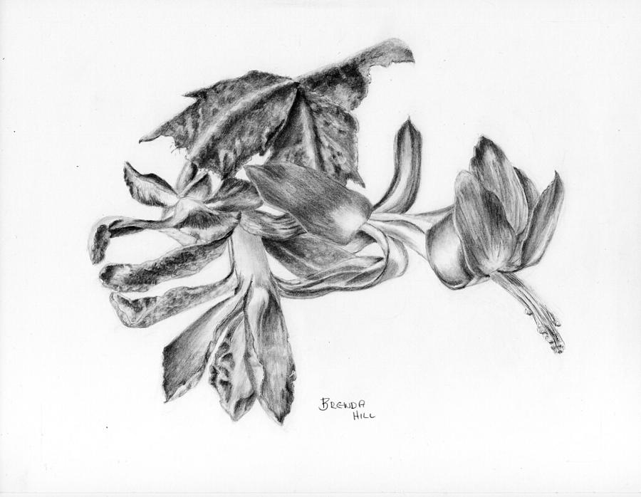 900x698 Christmas Cactus Drawing - Christmas Cactus Drawing