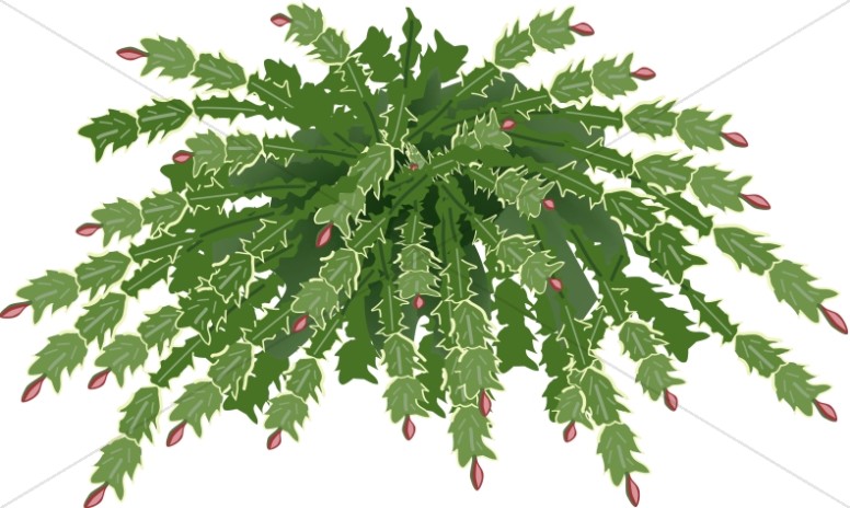 776x464 Christmas Cactus Plant Church Flower Clipart - Christmas Cactus Drawing