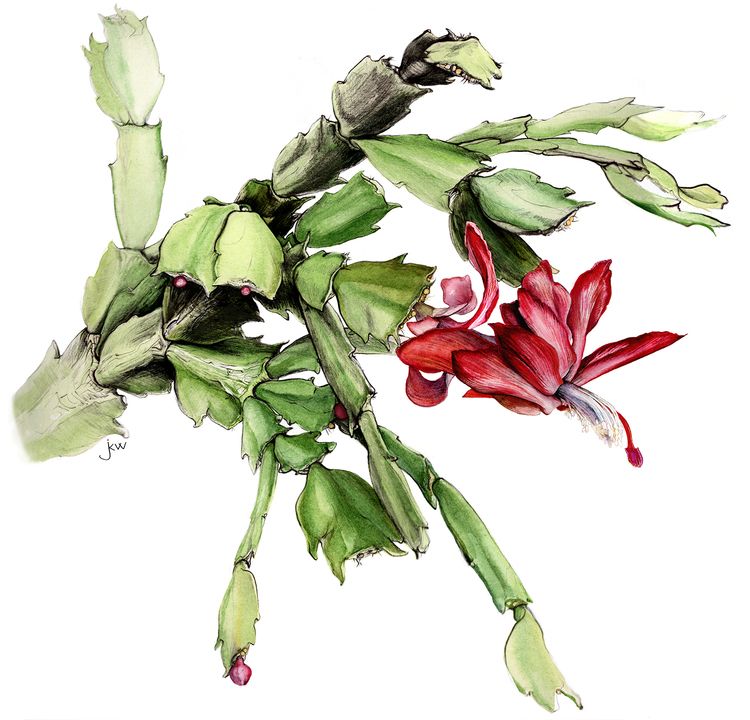 Christmas Cactus Drawing at Explore collection of