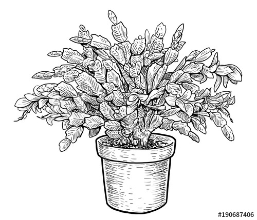 500x429 Christmas Cactus Schlumbergera Illustration, Drawing, Engraving - Christmas Cactus Drawing