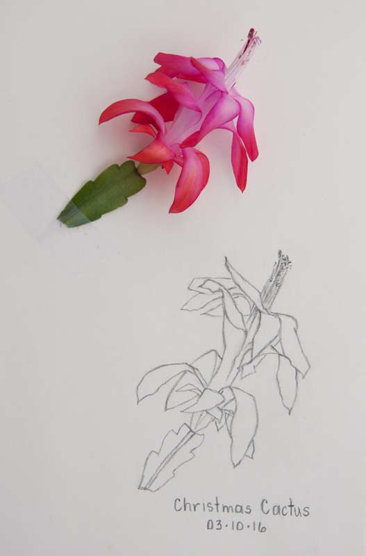527x800 Daily Sketch Christmas Cactus - Christmas Cactus Drawing