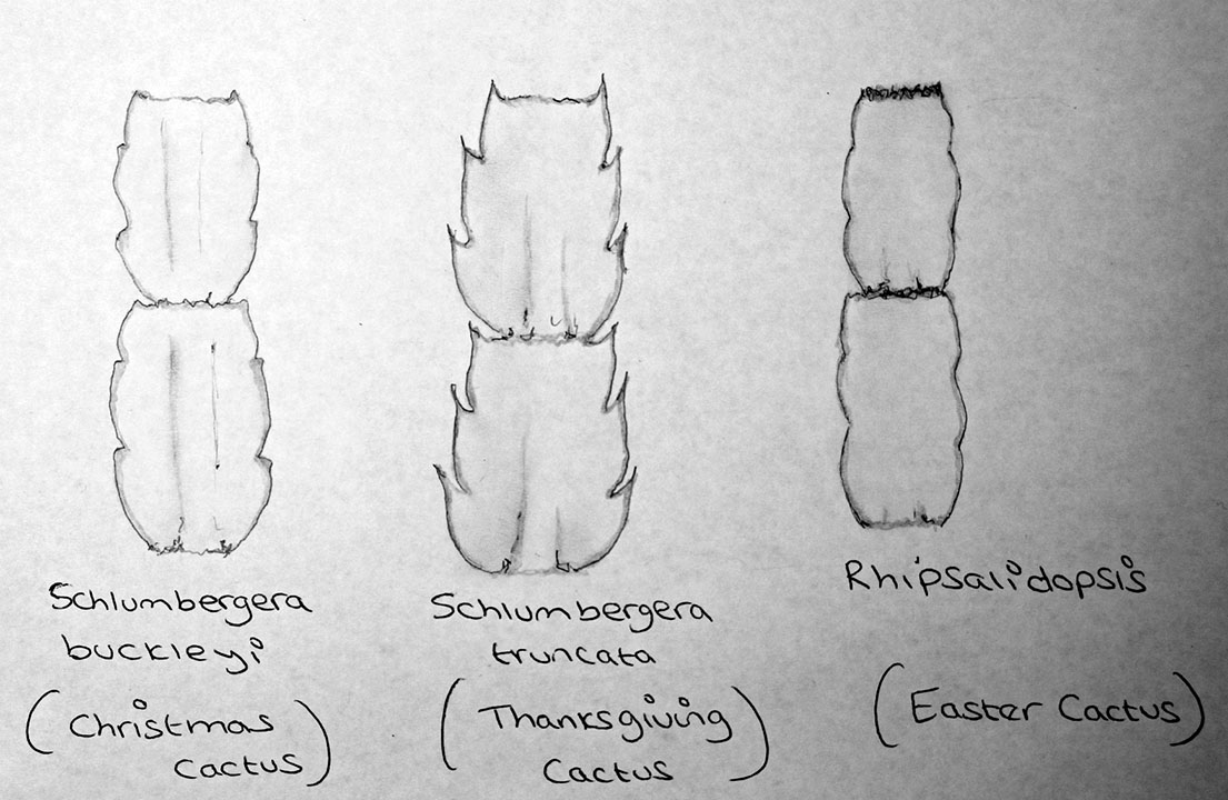 1105x720 How To Tell The Difference Between Christmas Cactus - Christmas Cactus Drawing