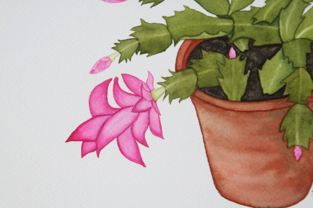 Christmas Cactus Drawing at Explore collection of