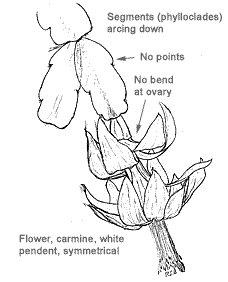 228x282 Will The Real Christmas Cactus Please Stand Up - Christmas Cactus Drawing