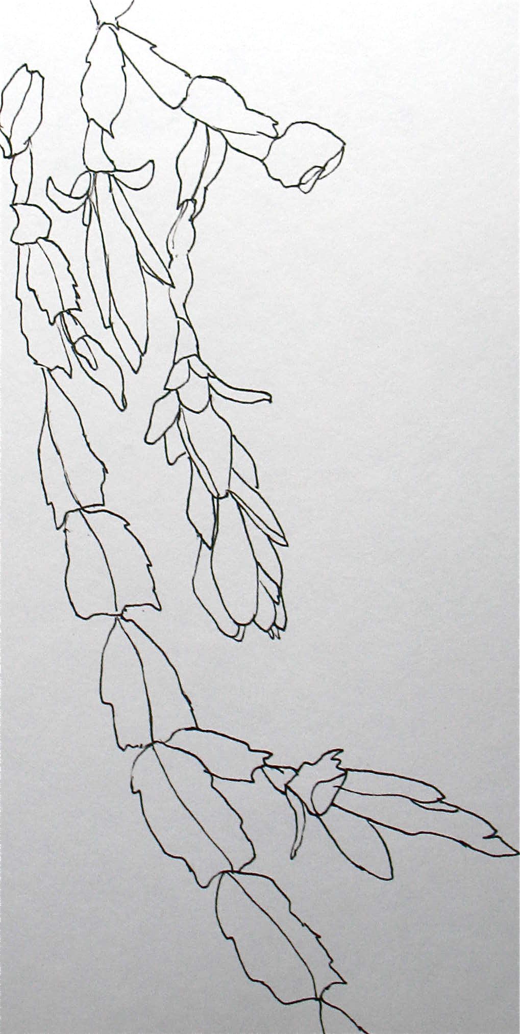 1019x2027 contour christmas cactus christmas flowers foliage cactus - Christmas Cactus Drawing