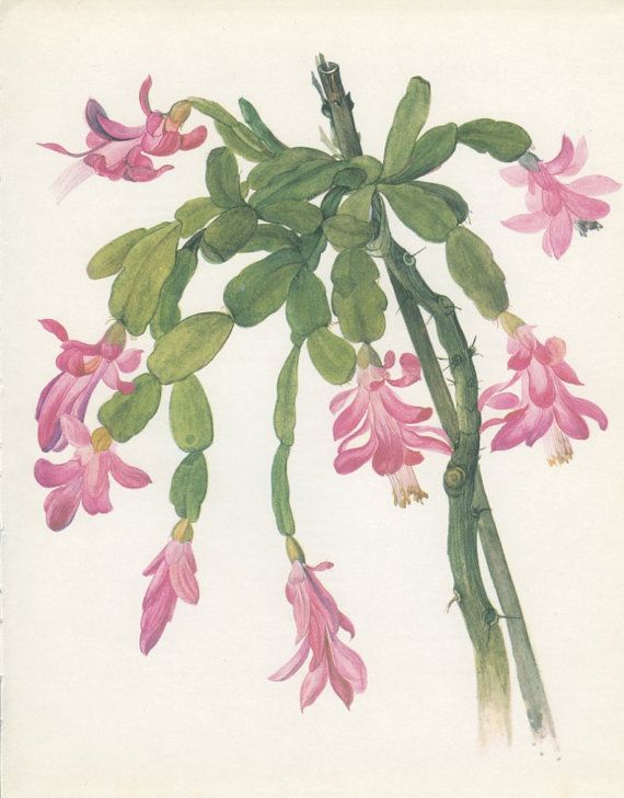 570x728 Christmas Cactus, X Vintage Botanical Print, Zygocactus - Christmas Cactus Drawing