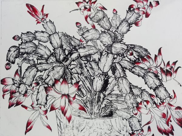 600x451 Christmas Cactus - Christmas Cactus Drawing