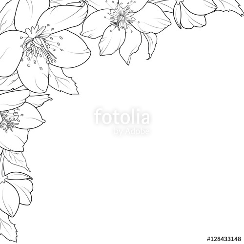 500x500 christmas rose hellebore flowers corner edge frame border element - Christmas Flower Drawing