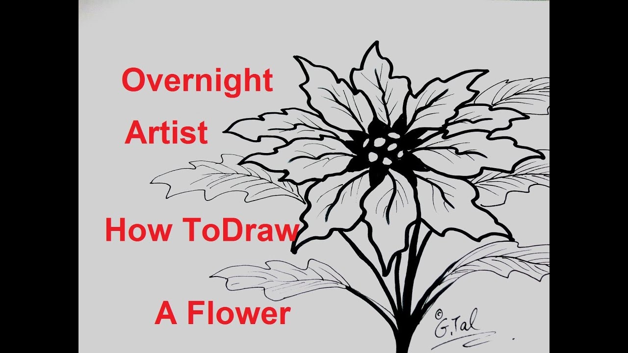 1280x720 Draw Christmas Flowers Advanced Drawing - Christmas Flower Drawing