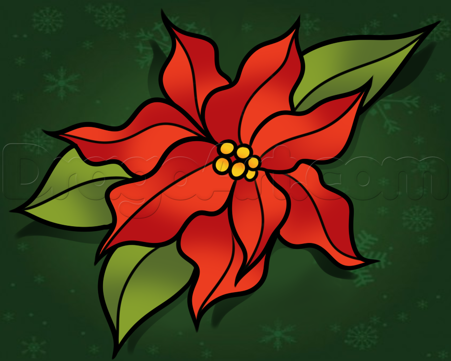 915x734 How To Draw A Christmas Flower, Step - Christmas Flower Drawing