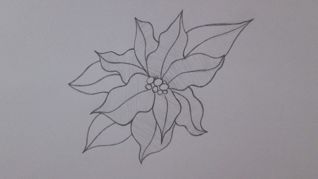 1280x720 How To Draw A Christmas Flower - Christmas Flower Drawing