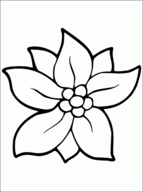 560x750 Flower - Christmas Flower Drawing