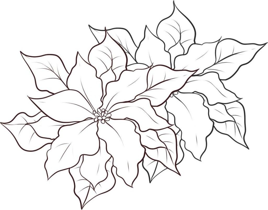 1024x804 Free Printable Poinsettia Coloring Pages - Christmas Flower Drawing