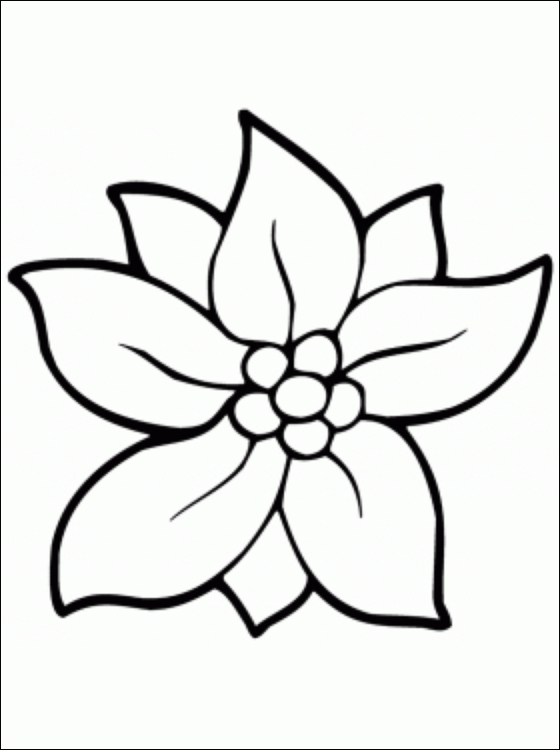 560x750 Christmas Flower Coloring Pages Flowers Coloring Pages Printable - Christmas Flowers Drawing