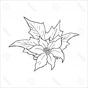 300x300 Red Poinsettia Christmas Flower Vector Soidergi - Christmas Flowers Drawing