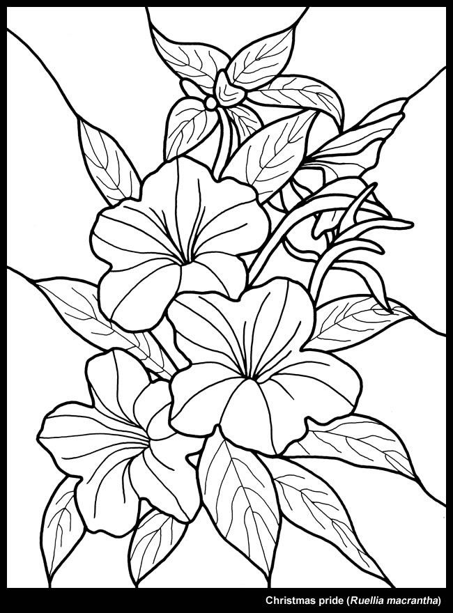 650x880 Christmas Flower Coloring Pages - Christmas Flowers Drawing
