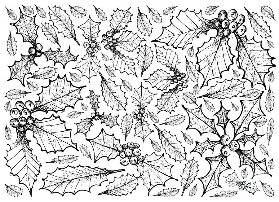 900x652 hand drawn of christmas holly twig background drawing - Christmas Holly Drawing
