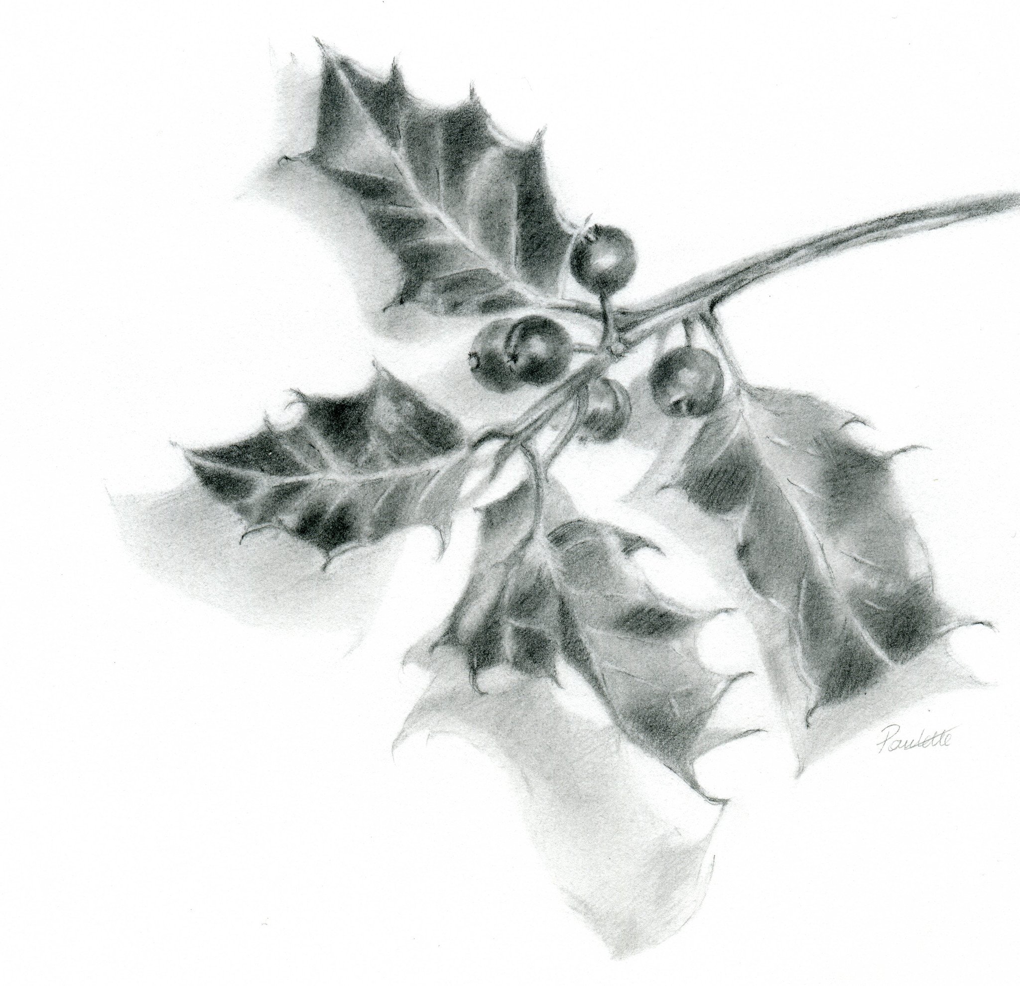 2048x1980 christmas holly - Christmas Holly Drawing