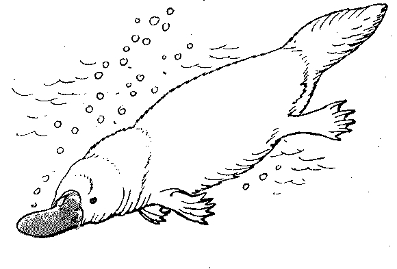 580x393 Line Drawings Of Australian Christmas Icons Suitable For School - Christmas Line Drawings