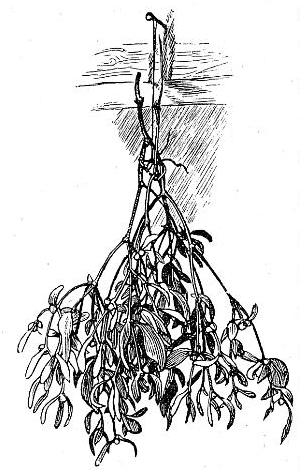 300x470 hung mistletoe drawing - Christmas Mistletoe Drawing