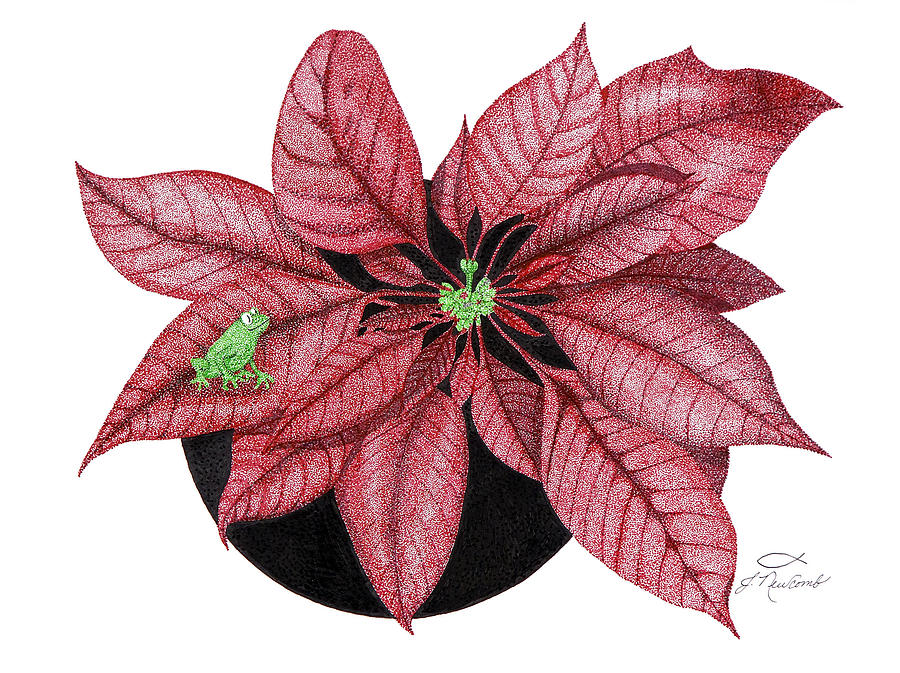 900x673 Christmas Poinsettia Drawing - Christmas Poinsettia Drawing