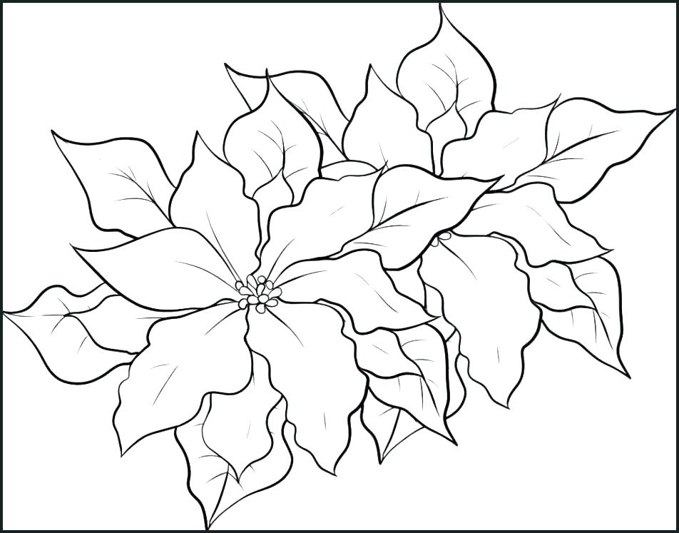 952x747 Coloring Pages Christmas Flower Coloring Pages Poinsettia - Christmas Poinsettia Drawing
