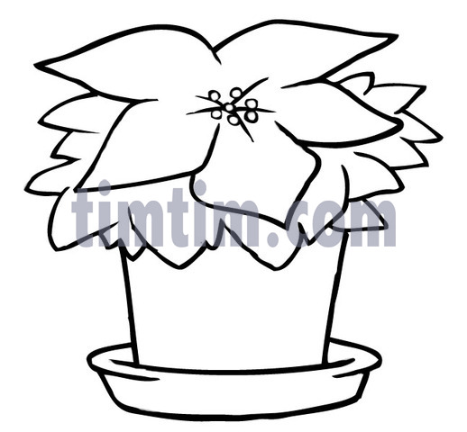 518x480 Free Drawing Of A Christmas Poinsettia Bw From The Category - Christmas Poinsettia Drawing