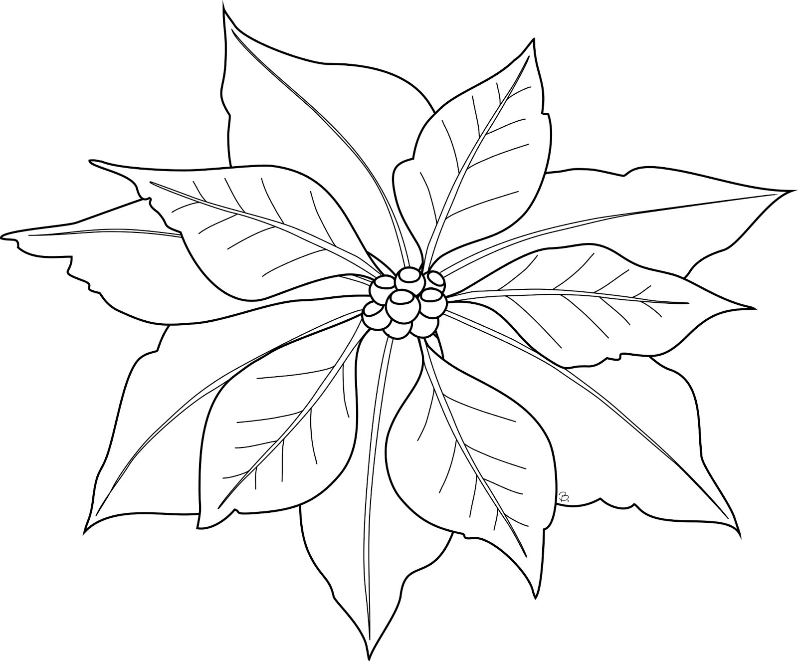 1600x1325 Poinsettia Drawing For Free Download - Christmas Poinsettia Drawing