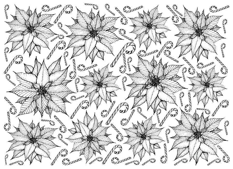 900x652 Hand Drawn Of Christmas Poinsettia Flowers With Candy Cane - Christmas Poinsettia Drawing