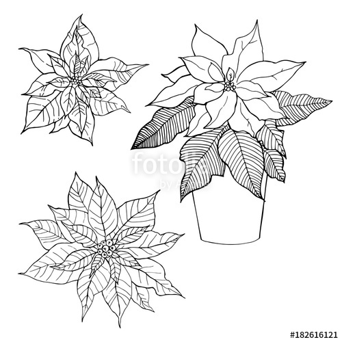 Christmas Poinsettia Drawing at Explore collection