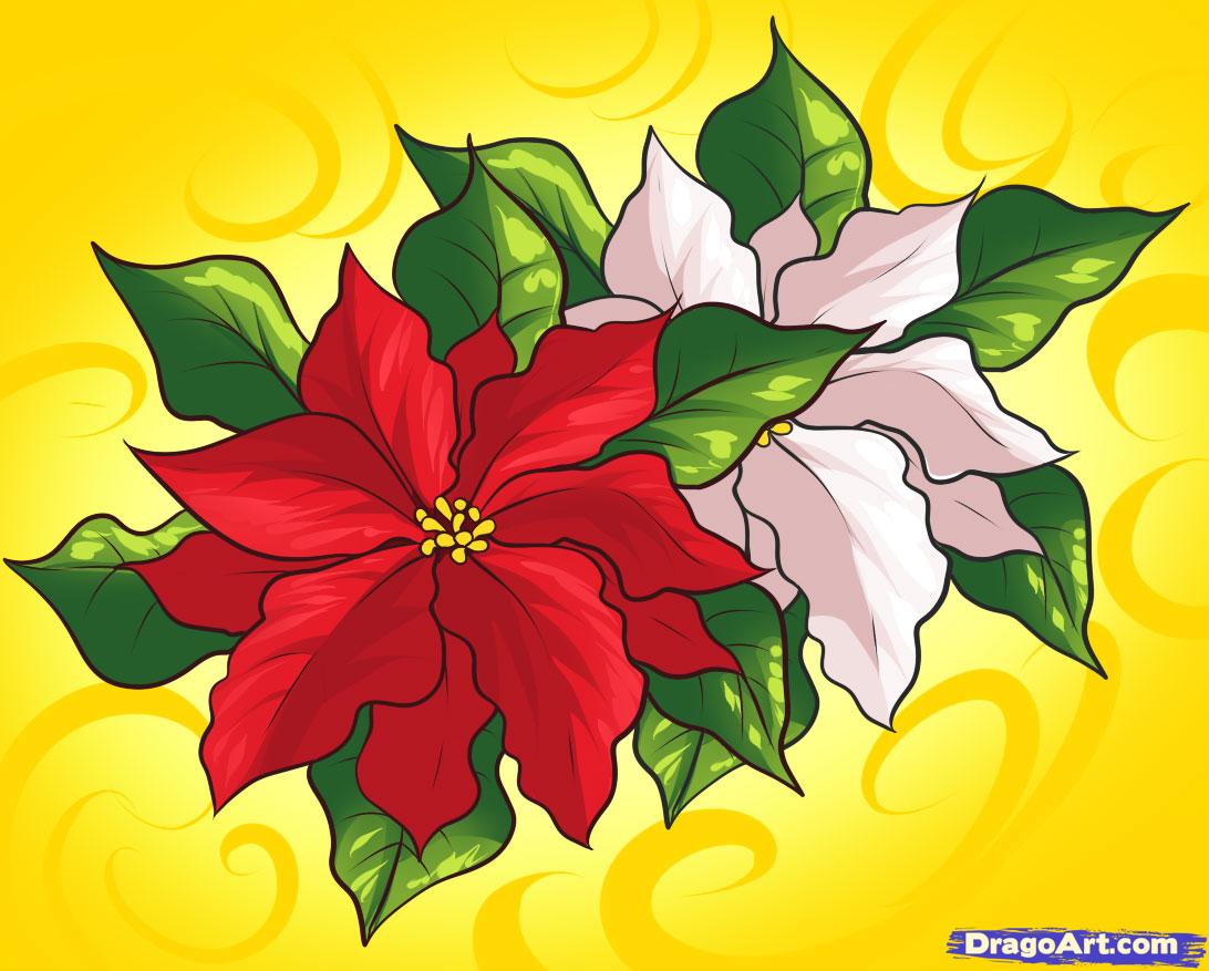 Christmas Poinsettia Drawing at Explore collection