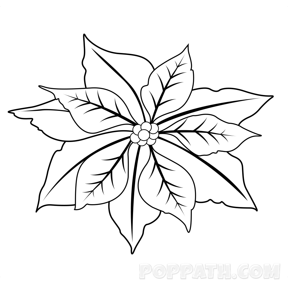 1000x1000 Huge Collection Of 'poinsettia Drawing' Download More Than - Christmas Poinsettia Drawing