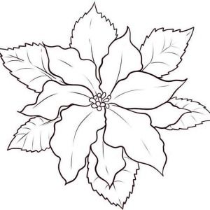 300x300 Image Result For Poinsettia Drawing Coloring - Christmas Poinsettia Drawing