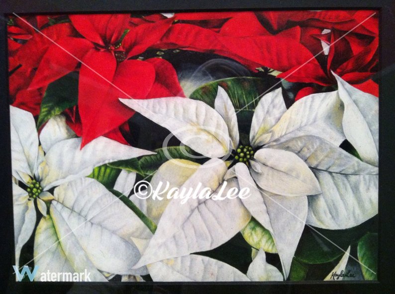 794x592 poinsettia art print christmas art print christmas flower etsy - Christmas Poinsettia Drawing