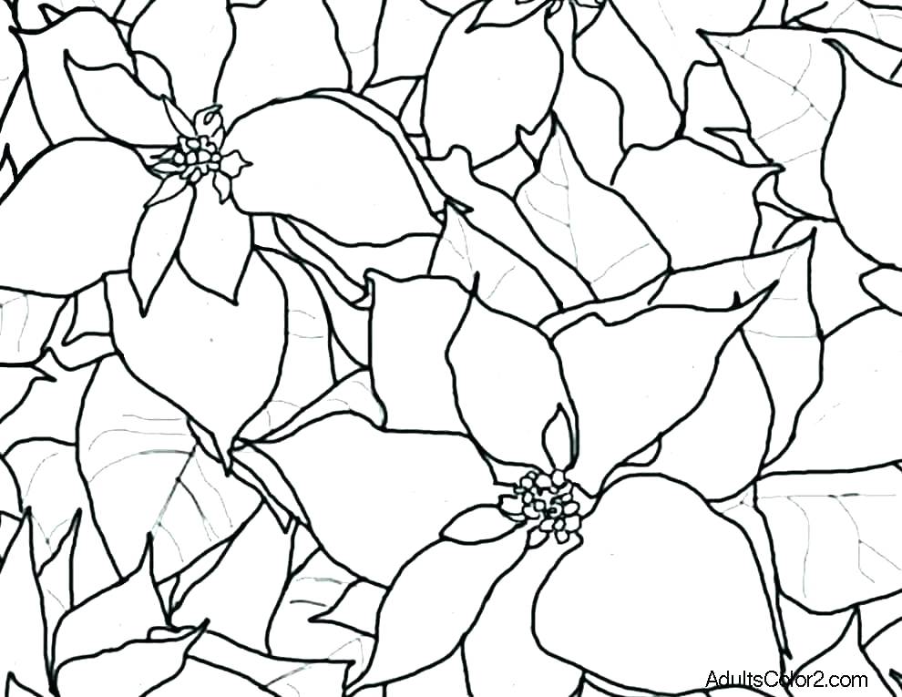 990x765 Poinsettia Coloring Pages How To Draw Poinsettia Coloring - Christmas Poinsettia Drawing