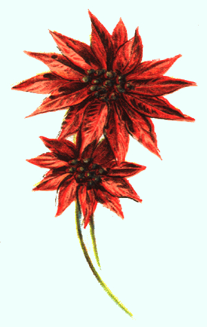 300x474 Poinsettia Drawings Free Vintage Art - Christmas Poinsettia Drawing