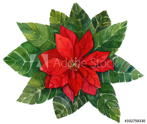 500x420 A Vintage Style Watercolour Drawing Of A Bright Red Poinsettia - Christmas Poinsettia Drawing