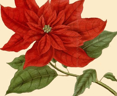 443x363 Christmas Poinsettia Botanical Drawing - Christmas Poinsettia Drawing