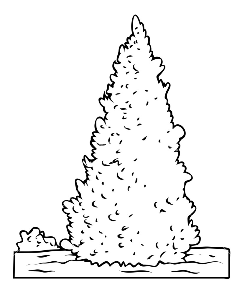 831x1000 Christmas Tree Drawing Royalty Free Stock Image - Christmas Tree Drawing