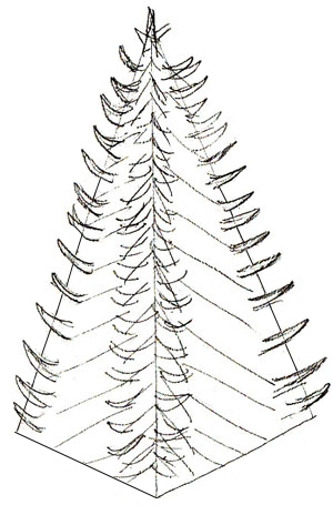 300x464 How To Draw A Christmas Tree - Christmas Tree Drawing Step By Step