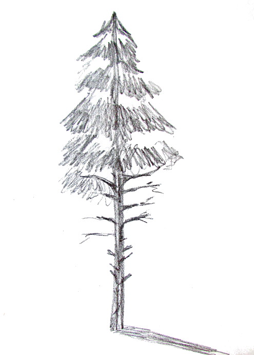 495x690 How To Draw A Tree - Christmas Tree Step By Step Drawing