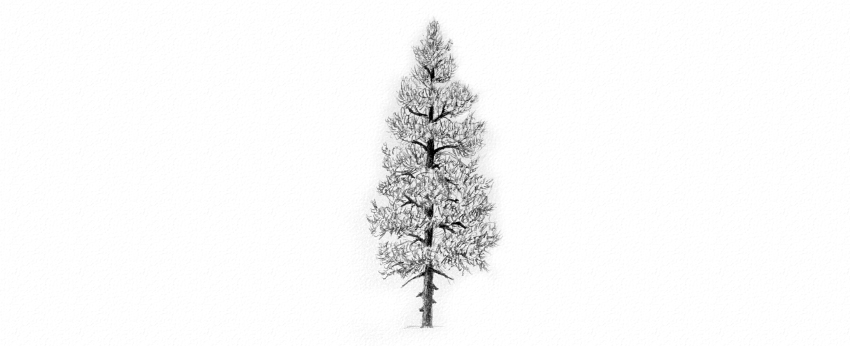 850x346 How To Draw Trees - Christmas Tree Step By Step Drawing