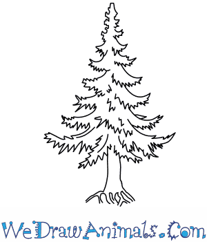 300x350 How To Draw A Fir Tree - Christmas Tree Step By Step Drawing