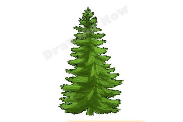600x400 How To Draw A Pine Tree - Christmas Tree Step By Step Drawing