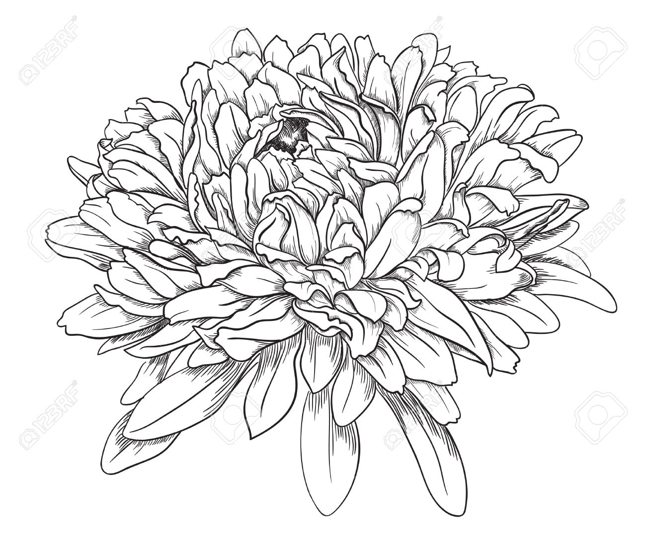 1300x1103 Chrysanthemum Drawing Sketch Drawing Skill - Chrysanthemum Drawing