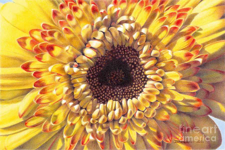 900x601 Chrysanthemum Drawing - Chrysanthemum Drawing